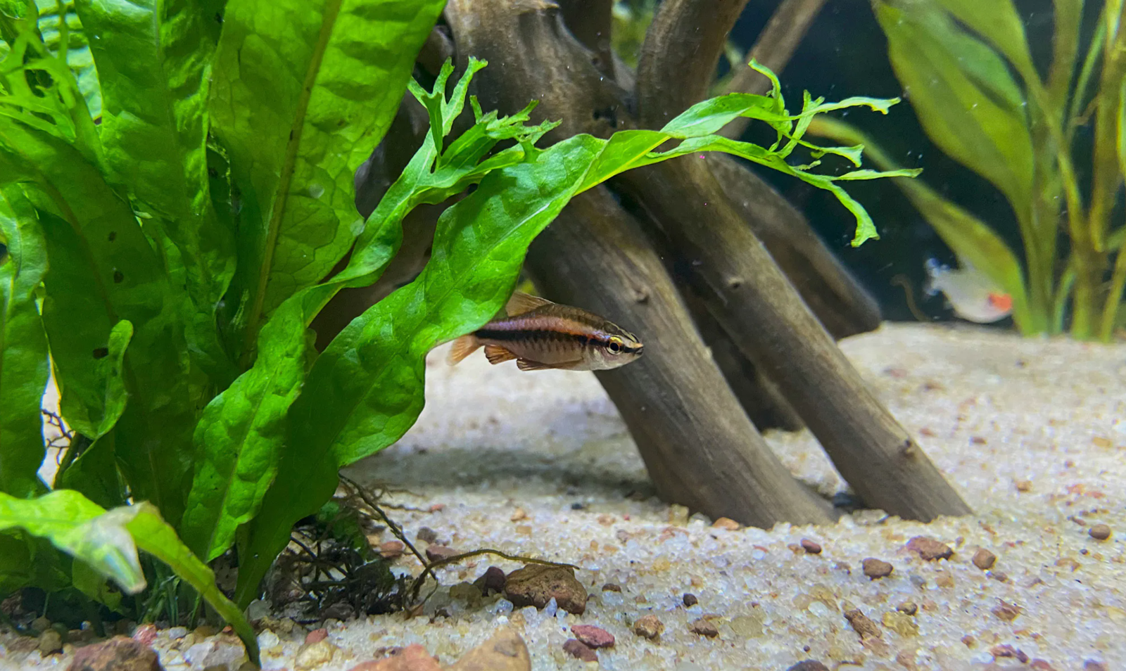 Aquarium Landscaping Tips: Make Your Fish Swim Happier!