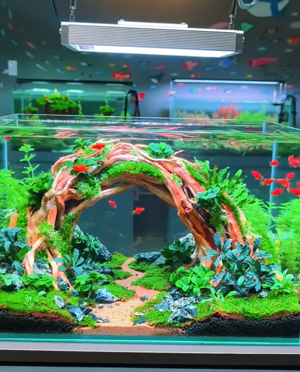 Driftwood Arch Aquarium Decor